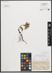 Foto von Salix waldsteiniana Willd.
